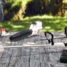 Мотокоса STIHL FSA 57 с AK 10 и AL 101